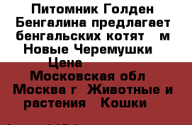 Питомник Голден-Бенгалина предлагает бенгальских котят . м.Новые Черемушки › Цена ­ 25 000 - Московская обл., Москва г. Животные и растения » Кошки   